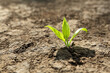 © New Africa - Young green seedling growing in dry soil on spring day, closeup. Hope concept