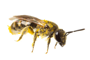 Wall Mural - insects of europe - bees: side view of female sweet bee ( Lasioglossum german Schmalbiene ) isolated on white background with pollen everywhere