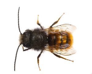 insects of europe - bees: top view macro of male Osmia cornuta European orchard bee (german Gehörnte Mauerbiene)  isolated on white background