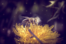 Closeup Shot Of A Bee Collecting Pollen From The Yellow Dandelion With 3d Rendered Lights O
