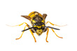 insects of europe - wasps: macro of Vespula germanica  german wasp european wasp  isolated on white background  front view