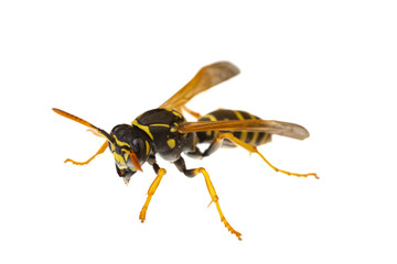 Wall Mural - insects of europe - wasps: macro of paper wasp ( Polistes nimpha )  isolated on white background - diagonal view