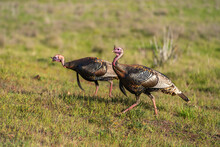 Wild Turkeys (Meleagris Gallopavo) Walk On The Hillside. Turkeys In Their Natural Habitat.