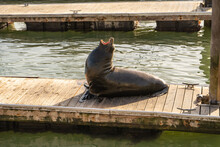 Sea Lion Sits On The Pier And Yawns.