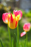 Fototapeta Tulipany - Barwne tulipany w domowym ogrodzie