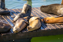 Sea Lions Rest On A Pier In San Francisco.