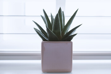 Sticker - Green cactus in small  pots, placed on the table near the window in the office