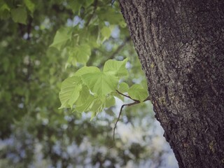 Poster - green leaves on tree