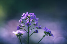 Cuckoo Flower Or Cardamine Pratensis Purple Wildflower