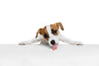 Portrait of Jak Russell Terrier puppy standing on hind legs and eating feed from table isolated over white studio background