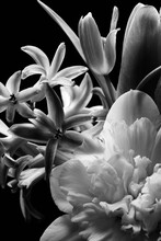 Spring Flowers Close-up, Black And White Flowers, Black Background.
