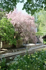 Poster - japanese garden in spring in Chartres 