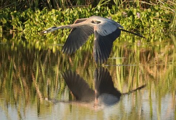 Sticker - Great Blue Heron Flight Over Still Waters