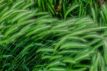 Wall Mural - Green decorative spikelets texture. Summer natural photo.