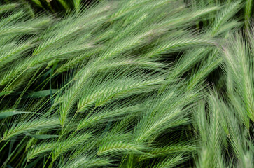 Wall Mural - Green decorative spikelets texture. Summer natural photo.