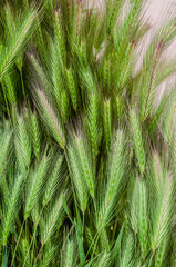 Wall Mural - Green decorative spikelets texture. Summer natural photo.