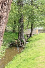 Wall Mural - footpath in the forest