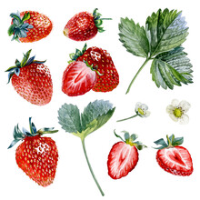 Strawberry. Botanical Watercolor Illustration Of Red Strawberry.