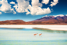 Two Pink Flamingos On The Lagoon With Blue Water In Altiplano Plateau, Bolivia. View Of Volcanoes And The Blue Sky With White Clouds. Summer Landscape