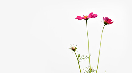 Wall Mural - isolated pink cosmos flower on white background.