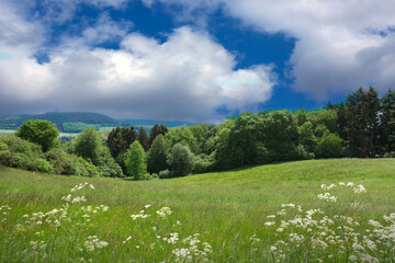 Wall Mural - Spring landscape with flowers meadow in the sunlight .