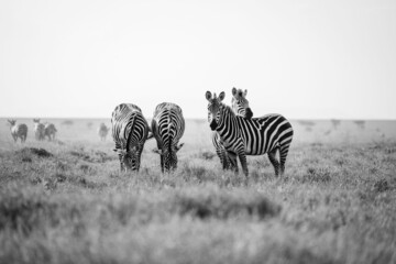 Wall Mural - Greyscale shot of zebras in Serengeti National Park