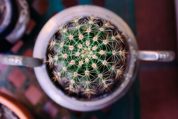 Wall Mural - Top view of a cactus plant on a blurred background