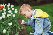 A Boy Smells A Tulip Flower In The Park On A Spring Day. Flower Bed With Tulips