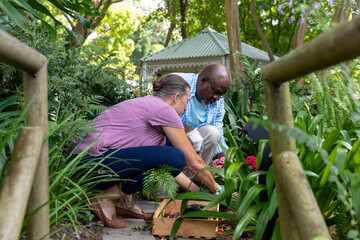 Multiracial senior couple crouching while planting together in backyard