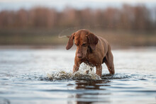 Hungarian Vizsla Dog Playing In The Water
