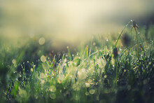 Wild Green Grass With Morning Dew At Sunrise. Macro Image, Shallow Depth Of Field. Abstract Summer Nature Background