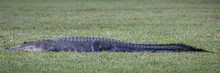 Panoramic Shot Of An Alligator On A Green Grassy Lawn In Florida