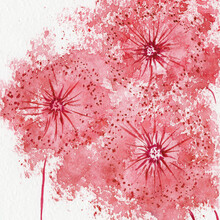 Hand Drawn Watercolor Red Dandelion On White