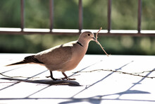 Closeup Of A Eurasian Collared Dove With A Twig In The Mouse On A Sunny Floor And A Metal Fence