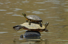 Turtles On A Tire In A Lake