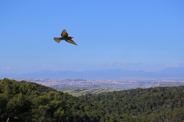 Canvas Print - Paesaggio