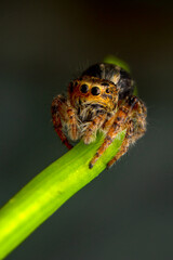 Close up  beautiful jumping spider  