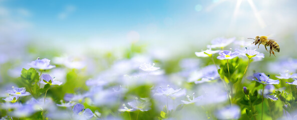 Aufkleber - Art beautiful Spring or Summer nature blurred background; white spring flower and fly bee against evening sunny sky;