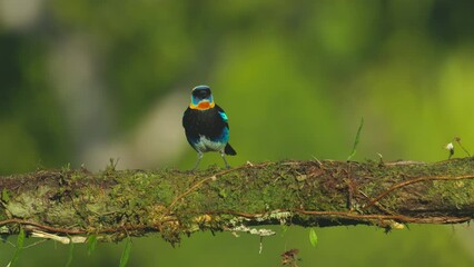Wall Mural - a golden-hooded tanager perched on a branch eats a piece of banana at a lodge in boca tapada of costa rica