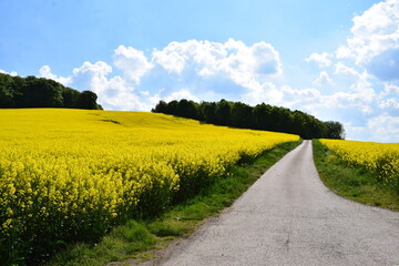 Canvas Print - Feldweg durch Rapsfelder