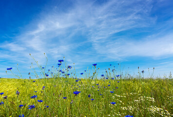 Wall Mural - Cornflowers field and blue sky with clouds in the sunlight