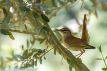 Rufous-tailed Scrub Robin Perched In An Olive Tree