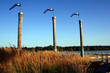 Wooden posts at Fraser River Waterfront in New Westminster, Canada