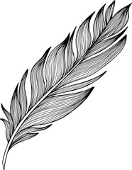 Vector feather. Hand drawn. Vintage art illustration