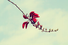 Beautiful Red Coral Tree Flower