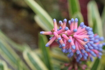 Wall Mural - Close up of the garden flower