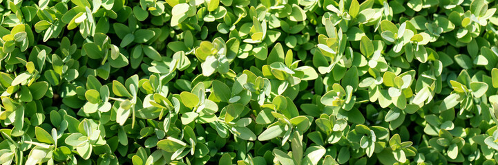 Wall Mural - Panoramic natural green background from the leaves of boxwood evergreen (Buxus sempervirens)