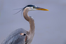 Water Bird. The Great Blue Heron Standing .Isolated Close Up.