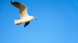 Fototapeta Sawanna - close-up seagull flying in the sky