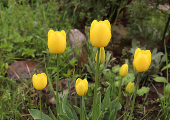 Wall Mural - A macro shot of a yellow tulip in bloom is working perfectly with the green background. Spring background. Greeting card for Valentine's Day, Women's Day, and Mother's Day.